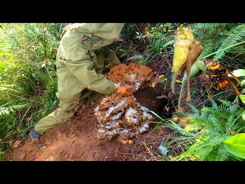 journey to hunt and exploit wasp nests deep underground