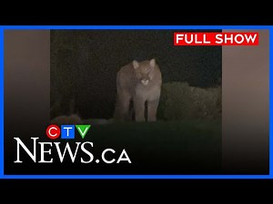 Cougar attacks family pet | CTV News Vancouver Island at 4:30 | December 30, 2025