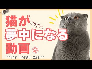 【画面で遊ぶ♪】猫が喜ぶ映像〜ネズミ編〜 Game For Cats ! 音あり
