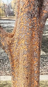 Lacebark elm tree in the Boston Public Garden with distinctive "mottled" orange bark