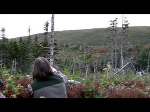 Newfoundland Moose Hunt - Mountain Top Outfitters Part 1