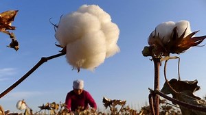 Ban on Goods Made With Forced Labor Slows Clothing Imports