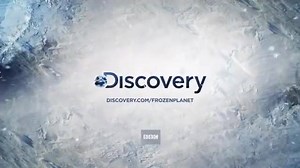 10K views · 842 reactions | {Science Sunday} What do newborn cubs look like? Like a big, white rat. At birth, cubs are 30 to 35 centimeters (12 to 14 inches) long and weigh little more than half a kilogram (about one pound). They are blind, toothless, and covered with short, soft fur. They are completely dependent on their mother for warmth and food. | Polar Bears International | Facebook