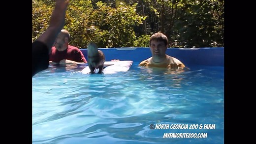 Do you think you can out swim an Otter? Reserve your space for our Otter Splash Experience and find out if your faster! Otter Splash returns starting Memorial Day Weekend. Purchase your tickets now-space fill up fast! For more info, visit http://www.northgeorgiazoo.com/otter-encounter.html | North Georgia Wildlife & Safari Park - Nogawild