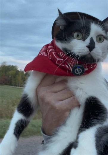 Join the Fun with Jack Spicer's Cat Cowboy Content