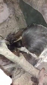 73K views · 2.2K reactions | Need a quick break? Check out Lilly, our two-toed sloth, with her new baby. Sloths spend nearly their whole lifetime in the treetops, even giving birth while hanging in the trees. Stop by the Tropics Trail to congratulate Lilly! | Minnesota Zoo | Facebook