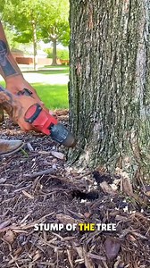 2.7K views | Why People are Injecting Trees 勞 | Mega moments | Facebook