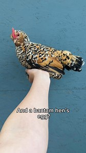 We find that bantam eggs are perfect for cutting recipes in half, or for cooking kid sized eggs! We love all eggs of shapes and sizes! #pnw #farmlife #chicken #farm #animals | Hens and Honeybees