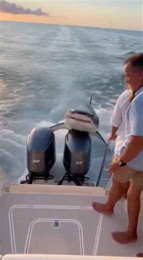 Giant Shark Flies Onto a Yacht Deck and Terrifies the Crew