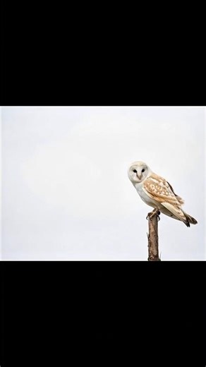 Owl “Silent Hunter of the Night” #animals #shorts