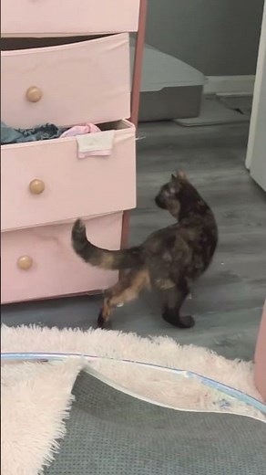 My kitten in my pfp :)