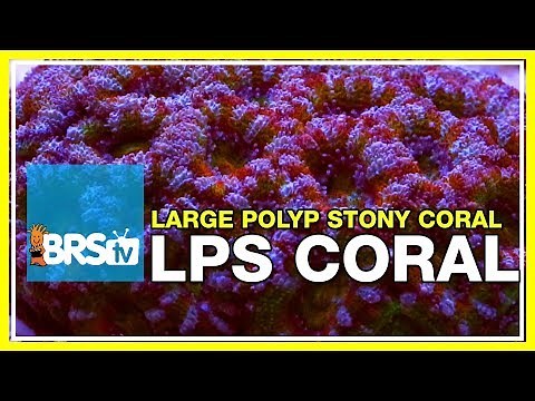 Week 36: LPS coral selection, care, & placement | 52 Weeks of Reefing