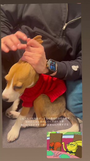 ビーグル犬との楽しい日常
