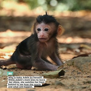 Why is baby Adele by herself? While Adele's mom tries to leave her alone, she watches her from behind to see how she reacts and what will happen. 🥰🧐😱 | Beloved Monkeys Of Cambodia