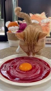 A cat eating big meat #cat #raw meat #cat raise