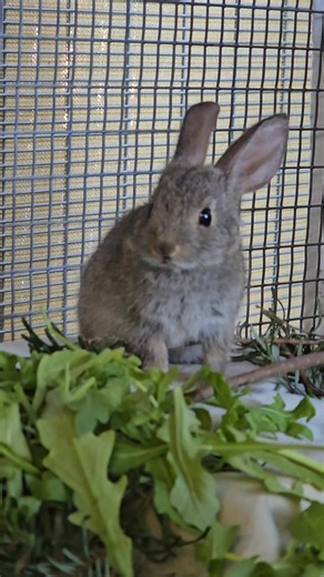 When you become part of our Wildlife Baby Shower, you're making a lifesaving impact for animals like this tiny brush rabbit. Found in the bushes by a community member who was unable to locate the mom, this baby was too little to survive on her own. When we admitted her to our Pilar & Chuck Bahde Wildlife Center, she was dehydrated and underweight, but healthy overall. Our team began feeding her a steady diet of formula, leafy greens and plants, which helped her double her body weight in just two