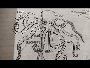 How to make octopus diagram