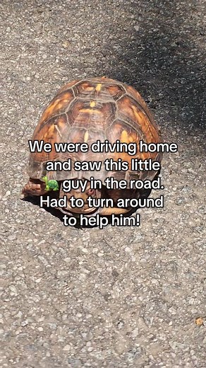 We found a little turtle friend in the middle of the road  so of...