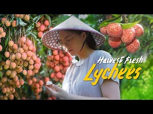 Lychee Harvest in Vietnam’s Countryside – Sweetest Fruit Ever!