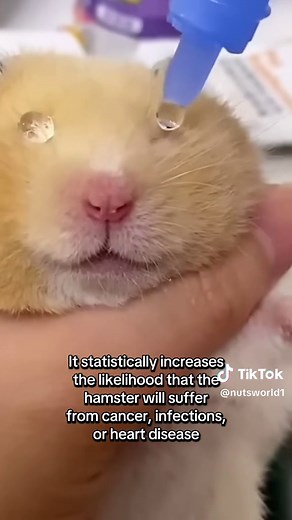 Understanding Hamster Health: Common Causes of Death