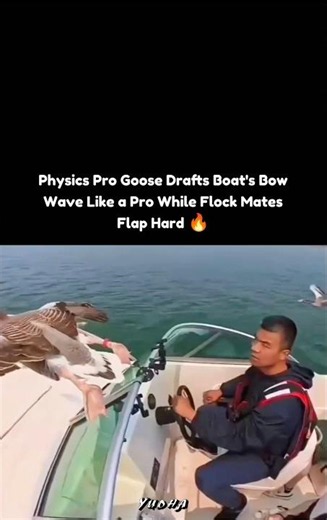 Physics Pro Goose Drafts Boat's Bow Wave Like a Pro While Flock Mates Flap Hard 🔥