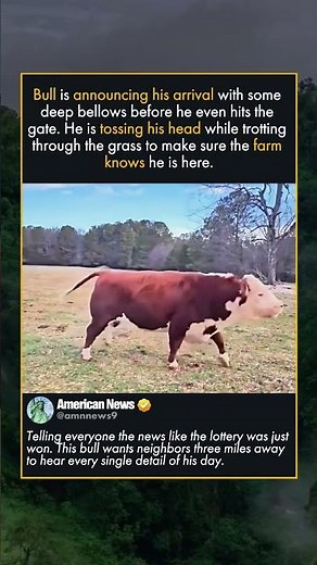 BIG BOY GALLOPS ACROSS THE PASTURE