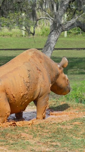 The Benefits of Mud Baths for Animals at Busch Gardens