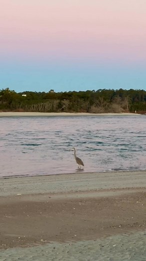 6.6K views · 361 reactions | Lots of wildlife at The Point this morning! Most notably a Great Blue Heron. We also came across a shell bed and found a keeper! Watch until the end to see what it is. #letswalk #sunrisewalk #selfcaredaily | Brenda Torrey Photography | Facebook