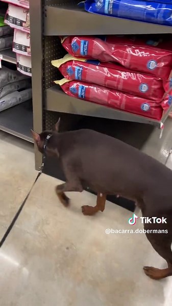 Letting her choose her food today🐶 #dog #doberman #tiktok #dogsoftiktok #pet #viral