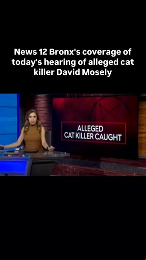 Once you're aware, you're responsible on Instagram: "-- "Investigators found blood in Mosely's Williamsbridge home, the ASPCA CONFIRMING it belonged to a cat." David Mosely: "Not guilty" -- Thank you to all media who have come out to cover this story, especially @news12bx and @msantorellitv. Thank you to @emma_seiwell for also covering the story with @nydailynews. This is important and the public NEEDS to know. - *FYI, I meant to say we waited for a PLEA of not guilty, not a VERDICT of not guilt