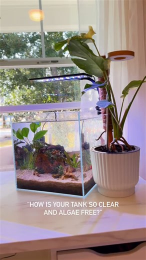 Matilyn | Betta Care For Beginners on Instagram: "I get a lot of people commenting on how clean and clear my tanks look, but if I’m being honest, my tank has algae. And when you really think about it, who doesn’t? Never in this hobby will you see a tank that is 100% clean and “perfect” algae. It’s a part of the hobby. Yes, there are things that you should and shouldn’t do to keep the algae to a minimum. But you will never find a tank that is 100% clean of it and that’s just the real reality! So 