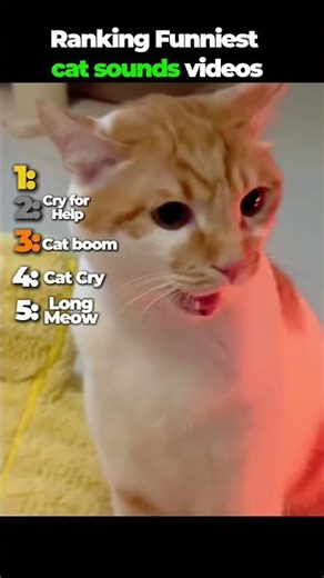 Stupidly funny cat meows #funny #meow #cat #funny #joke #catvideos #joke #laugh #fyp #shorts