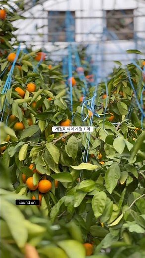 [계절소리] 제주 서귀포 남원, 하례조생 밀감