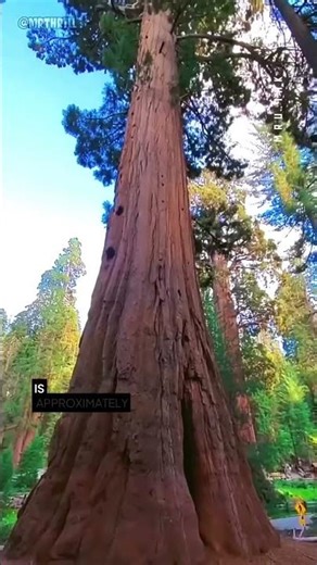 The world’s tallest living tree, Hyperion, stands proudly in California’s Redwood National Park.