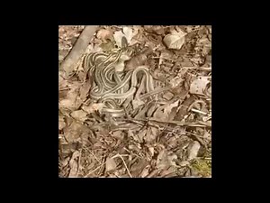 Garter Snake Mating Ball Facts