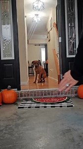 🐾 Meet Rudi, the Rhodesian Ridgeback with a PhD in Patience! 🚪✨ Once a master of vanishing acts, he's now the zen guru of doorway discipline. No more unplanned cardio for his humans—Rudi stays put like a pro! Want your pooch to stop pulling Houdinis through the door? Call us at 1-833-FIX-MY-K9 or visit www.CincinnatiDogTrainers.com. Let's turn your escape artist into a stay artist! 😂 #StayNotStray #RhodesianRidgeback #Cincinnati #DogTraining #OffLeashK9Training | Cincinnati Dog Trainers- Off 