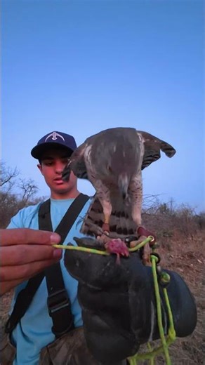 Incredible Goshawk Feeding After The Hunt