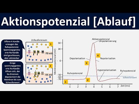 Aktionspotential -Ablauf [Depolarisation, Repolarisation, Hyperpolarisation] - [Biologie, Oberstufe]