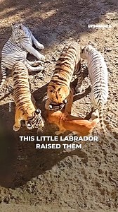 30K views · 510 reactions | No one expected what would happen inside the cage. | All Animals Should Be Loved | Facebook