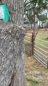 MaMa Squirrel loves 🍒 & 🌽 🍒 Cherries are safe for squirrels, I do research before I offer anything to my squirrels because I don’t ever want to make them sick. There are trace amounts of poison in a lot of things squirrels have access to on a natural basis such as acorns. Squirrels have a short digestive tract that allows them to handle many foods that humans cannot. Because the foods are not in the system long enough to make a difference, trace amounts of poison found in acorns, cherrie pits