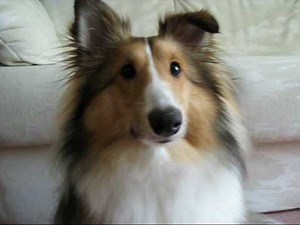 Sheltie Surprise - Puppy Shetland Sheepdog