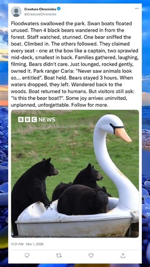 Four Brave Bears… One Swan… An Unbelievable Ride#WildAdventure #AnimalStory