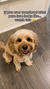 Their love is soo pure 🥹❤️ #dogs #puppylove #minicockapoo | Luna The Mini Cockapoo