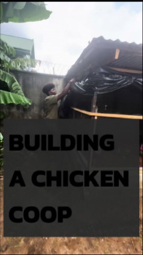 I do not only build big farms , I set up small farms too .. for every farm I help set up , either big or small it gives me great joy to know another farmer has joined the fold … You have land or space in your compound and you are still buying eggs or chicken in this economy 🧐🧐 ? You want to go into Agriculture and you haven’t started small ? These chickens fed my client and her family with daily eggs .. her kids would go into the coop and pick eggs for breakfast… ☺️ . Are you following me on Y