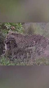 Leopard: the predator you never see coming