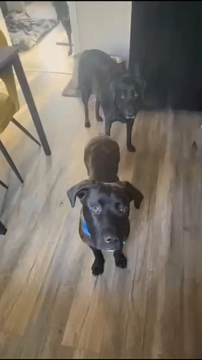 Moose has found his forever home 🥹💛 From the nervous little pup who didn’t know how to just be a dog… to now walking on lead, gaining confidence, and finally living the life every dog deserves. He came to us with no training and no idea what the world had to offer – so we took it slow. Step by step, calm moments, little wins, and lots of love. Now he’s settled with a family who’ll give him all the care and patience he needs. These are the magic moments that your support makes possible. Whether