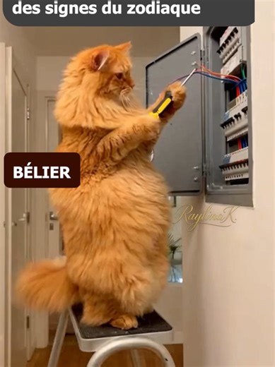 Si les chats avaient vraiment des signes du zodiaque 😭🐱🔮 Quand l’astrologie rencontre… des chats. Même personnalité. Même réactions. Même mauvaises décisions. 💀🔥 Chaque signe du zodiaque version chat. Humour, chaos, catastrophes garanties. Si tu aimes : chats mignons 🐱 vidéos drôles 😂 astrologie 🔮 memes 💀 animaux 🐾 Alors cette série est faite pour toi 🔥 👇 Dis-moi en commentaire : ton signe astrologique et celui qui t’a fait le PLUS rire #signeastrologique #astrologie#zodiaque #astro