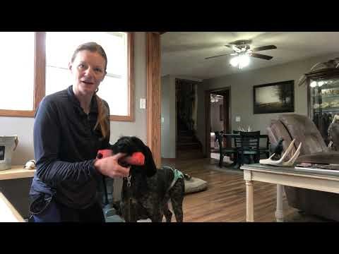 Force Fetch Tutorial for JGHV Dog Owners - Day 1 (Session #2) with Deutsch Drahthaar