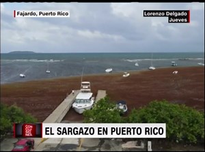 Cómo el sargazo ha invadido bahía del este de Puerto Rico
