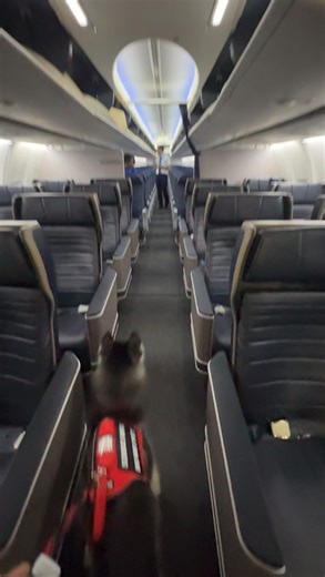 E N A S O U L on Instagram: "When Your Husky Loves the Window Seat 🛫 Leela loves exploring new things and observing everything around her. She’s a true little investigator! On our flight, she was non stop looking out the window, watching everything carefully as we lifted off, soared through the sky, and landed safely. Meanwhile, Ocean (other husky, we have two) was the ultimate chill passenger, just laying on the floor by our feet for hours, barely moving a muscle 😄✈️ Two huskies, two very dif